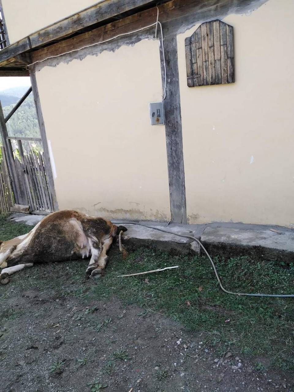 Elektrik akımına kapılan büyükbaş hayvan telef oldu