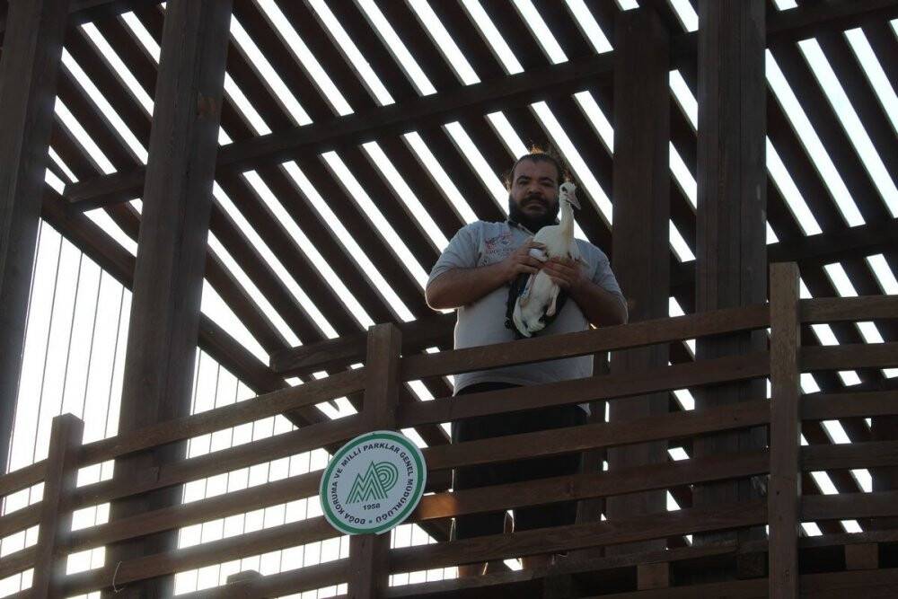 Vefalı leylek Avşarlı Kuşadası’nı terk etmedi