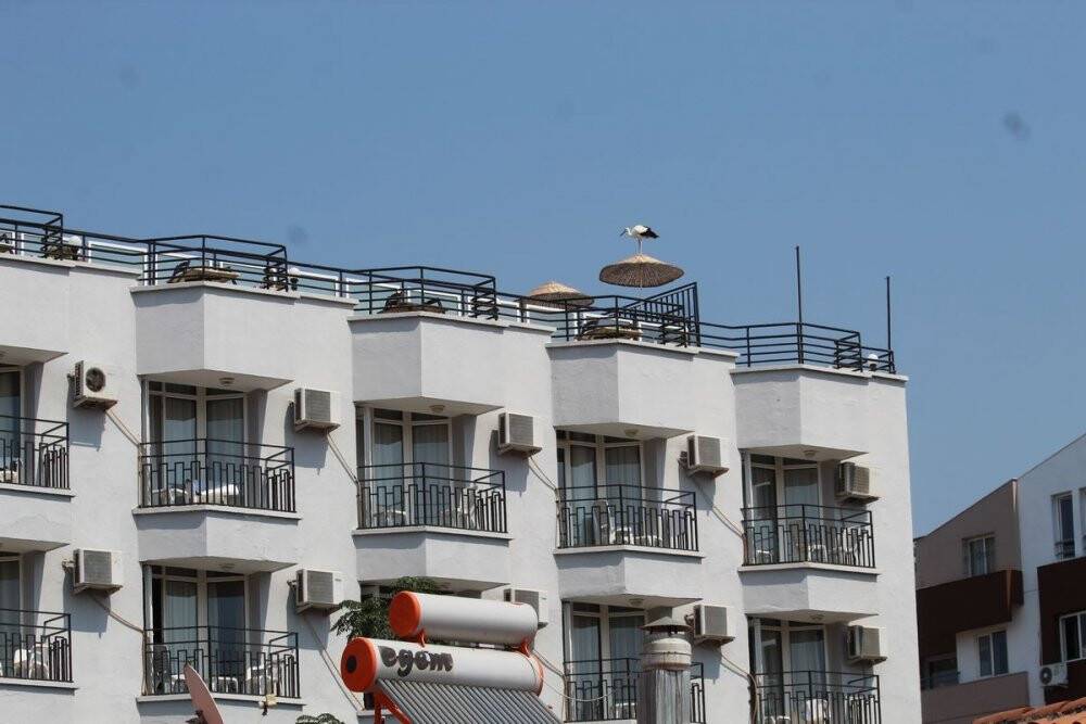 Vefalı leylek Avşarlı Kuşadası’nı terk etmedi