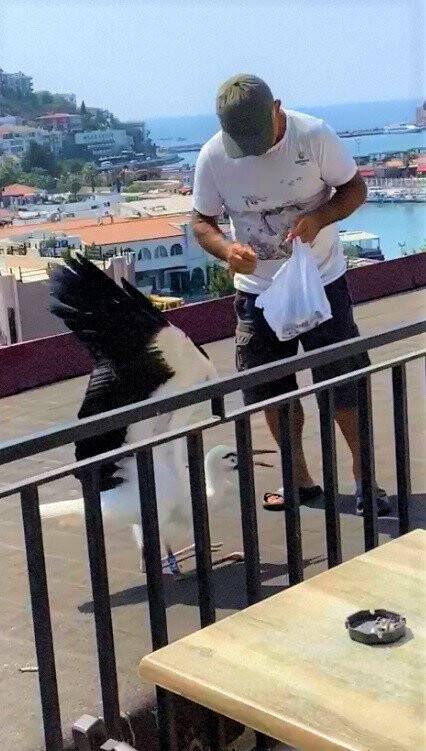 Vefalı leylek Avşarlı Kuşadası’nı terk etmedi