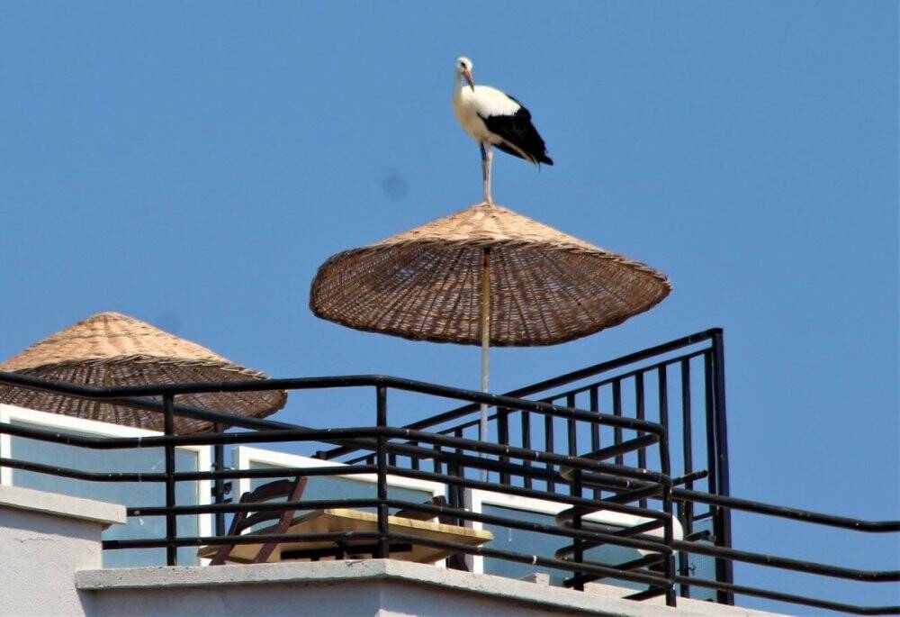 Vefalı leylek Avşarlı Kuşadası’nı terk etmedi