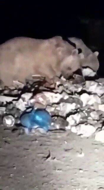 20’den fazla ayı karnını doyurmak için çöplüğü istila etti