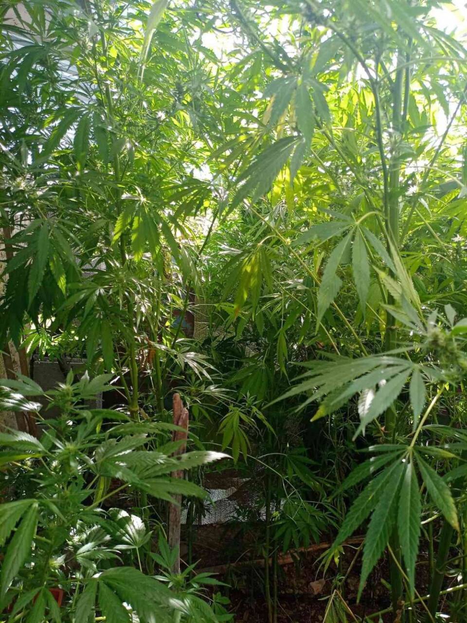 Konya’da damlama sulamayla kenevir yetiştiren şahıs tutuklandı