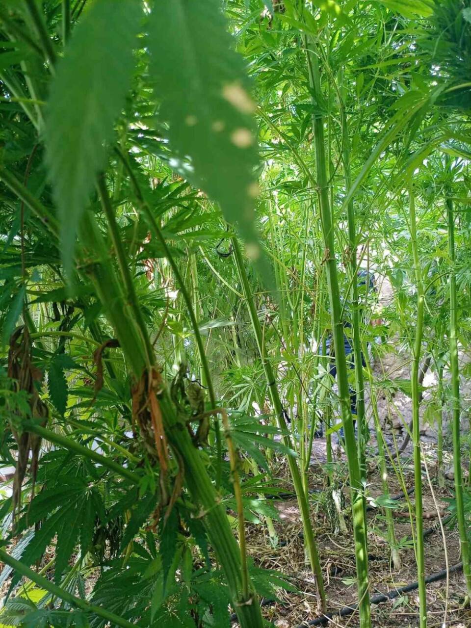 Konya’da damlama sulamayla kenevir yetiştiren şahıs tutuklandı