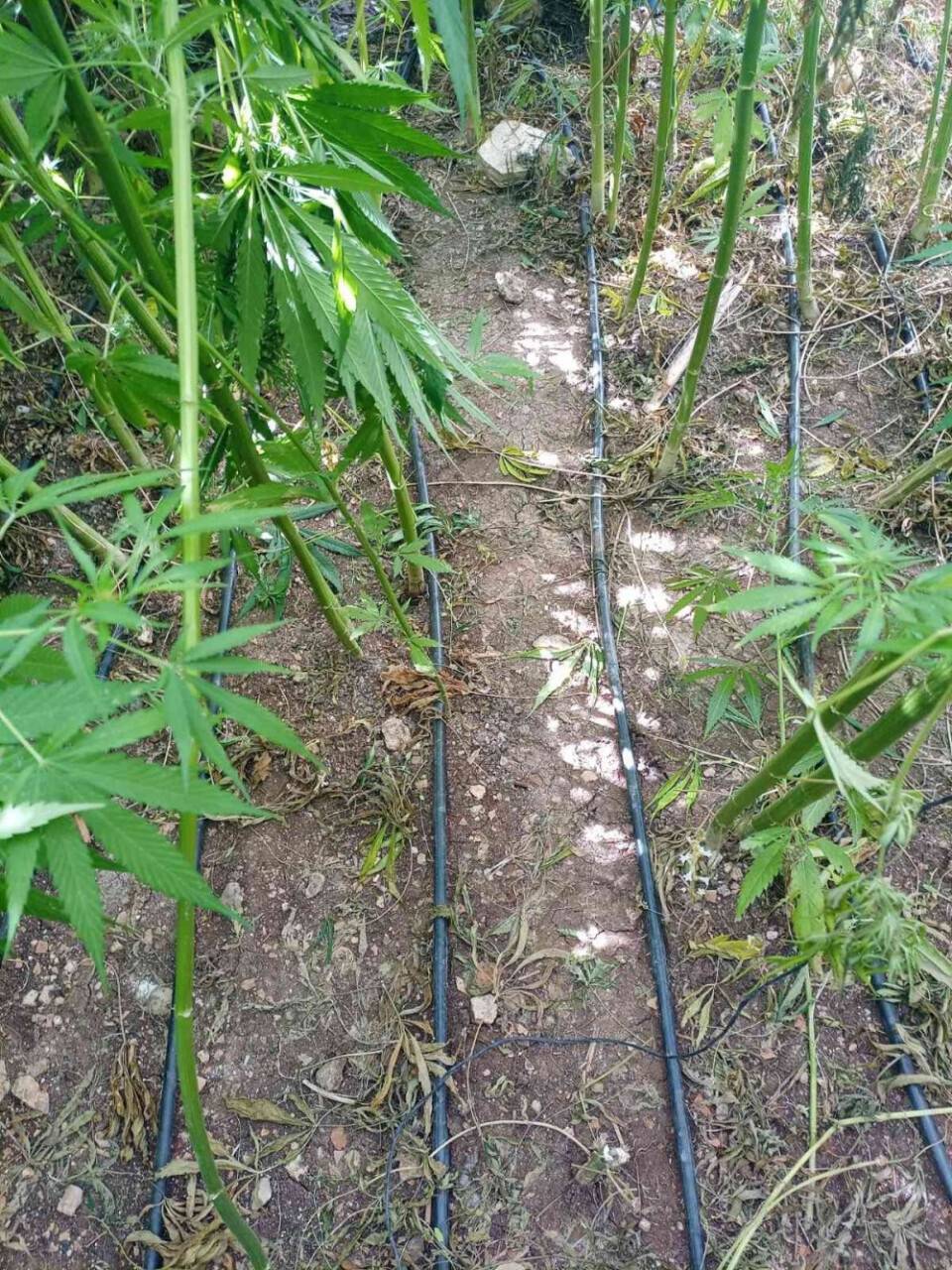 Konya’da damlama sulamayla kenevir yetiştiren şahıs tutuklandı