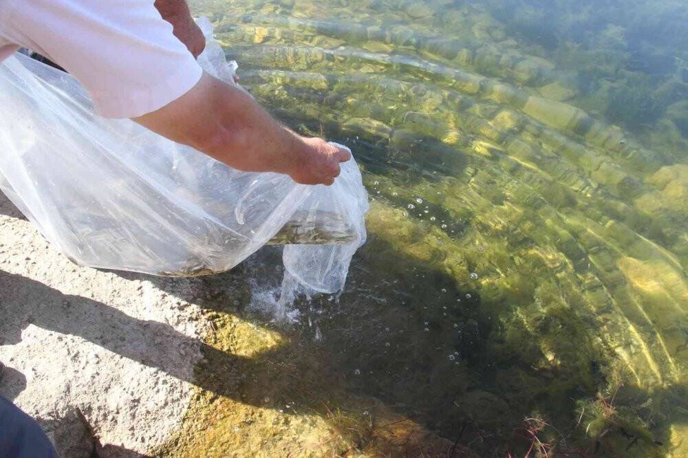 Konya’nın göl ve göletlerine 2 milyon yavru sazan balığı bırakıldı