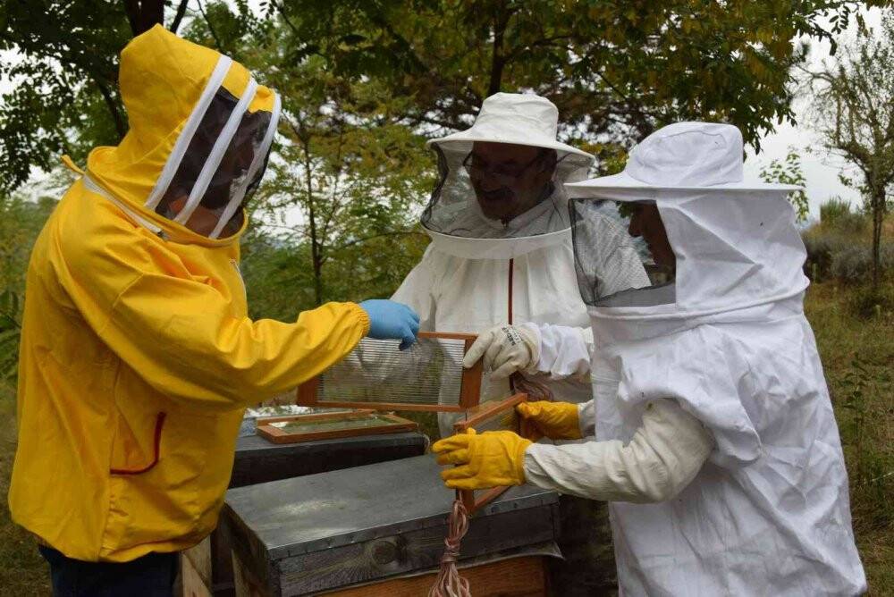 Arı zehrinin kalite standartları çıkarılacak