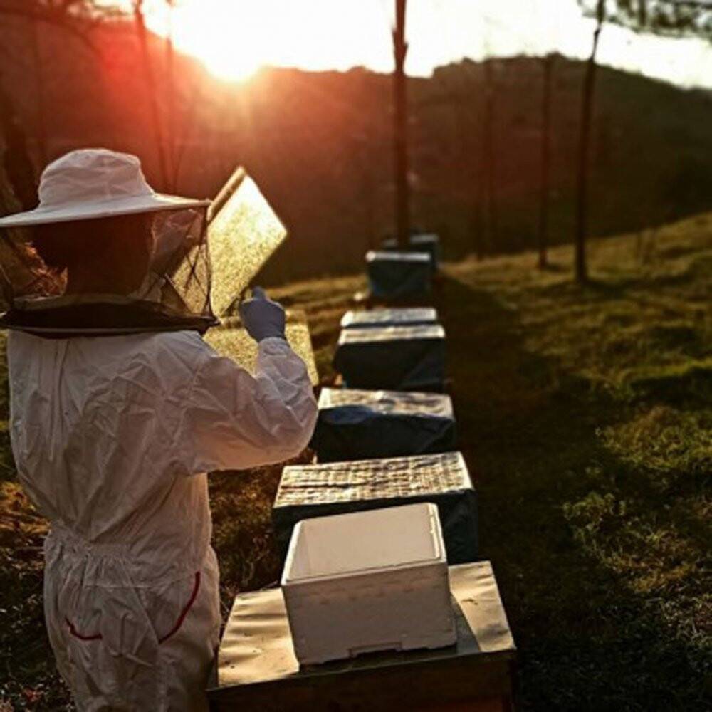 Arı zehrinin kalite standartları çıkarılacak