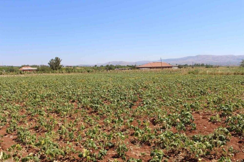 Kurusu yaşından 4 kat daha pahalı