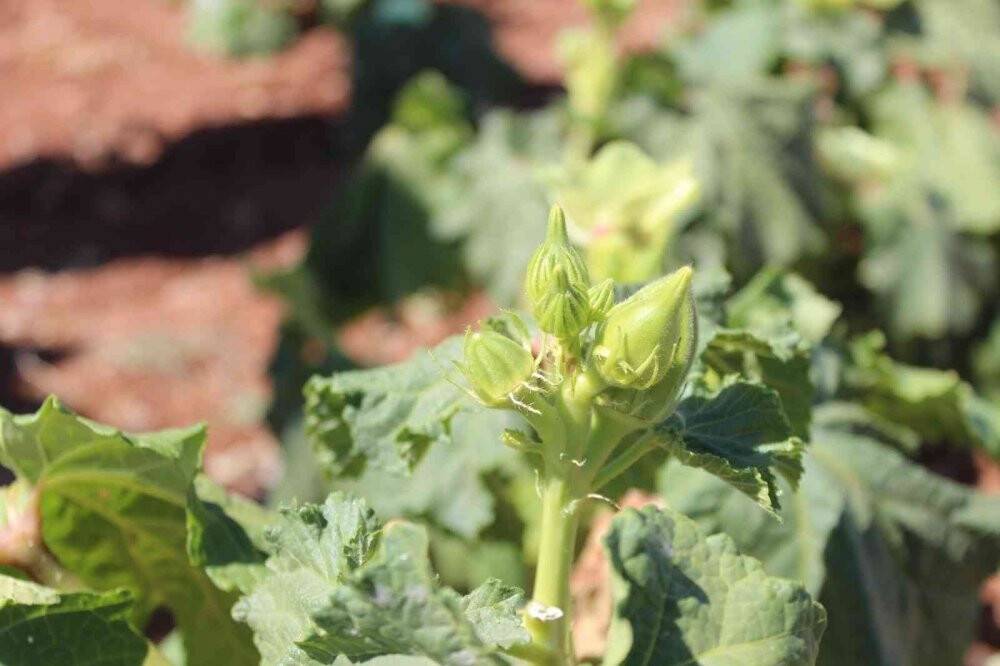 Kurusu yaşından 4 kat daha pahalı