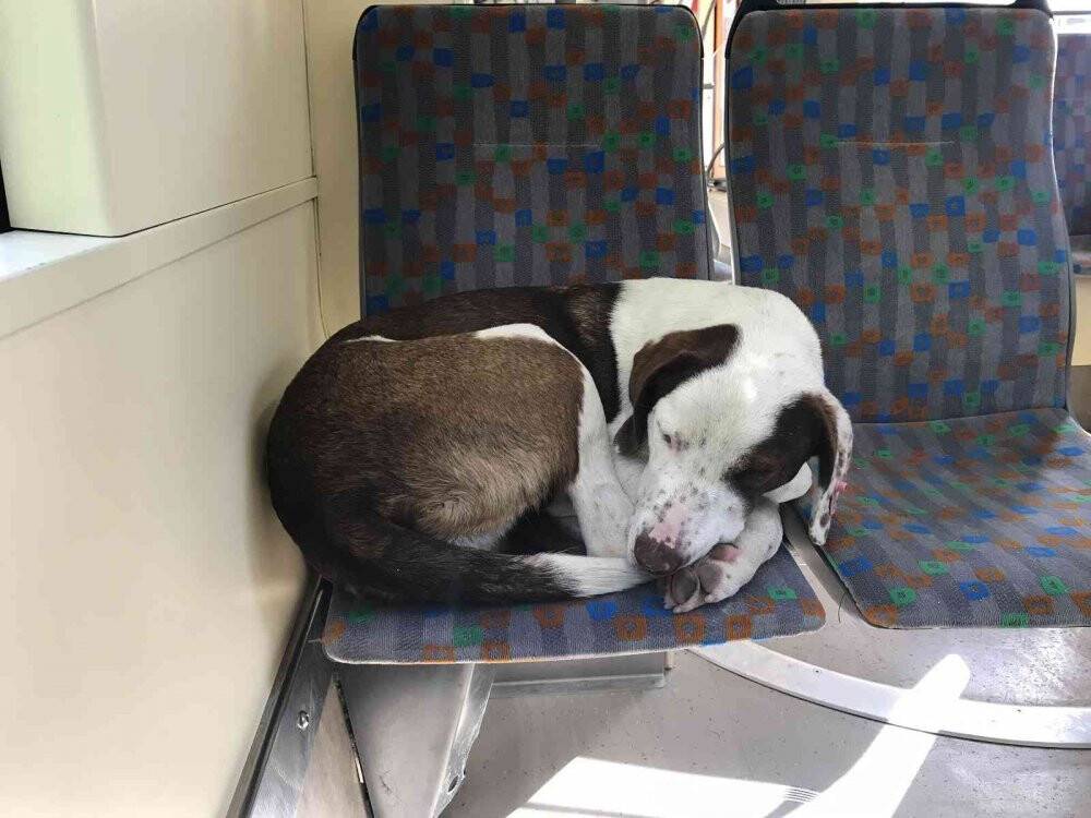 Tramvayın sevimli yolcusu uyuyarak şehri gezdi