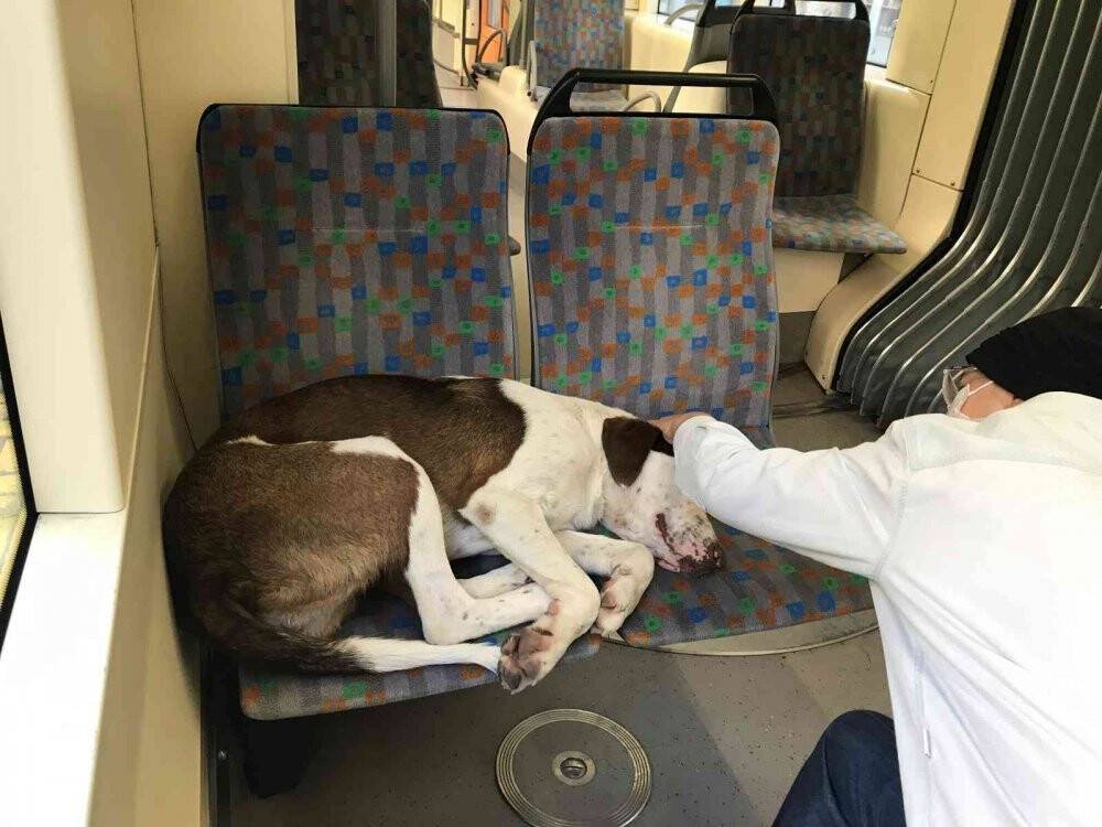 Tramvayın sevimli yolcusu uyuyarak şehri gezdi