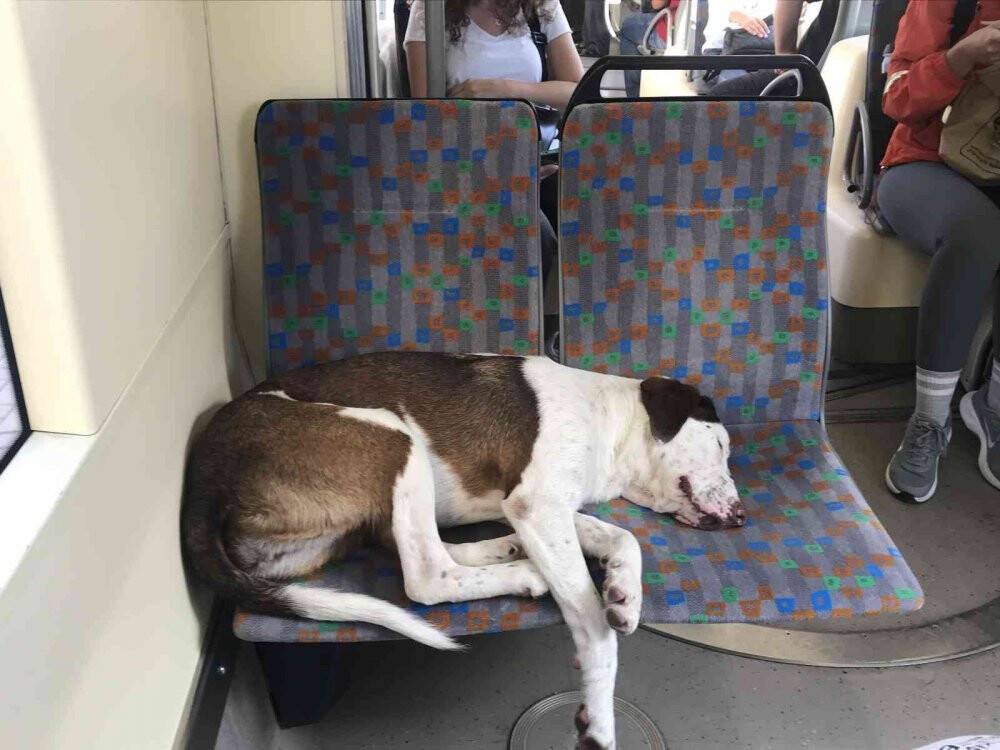 Tramvayın sevimli yolcusu uyuyarak şehri gezdi