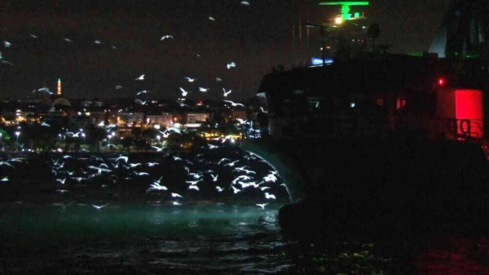 Marmara Denizi ve Büyükçekmece’deki balık halinde denetim