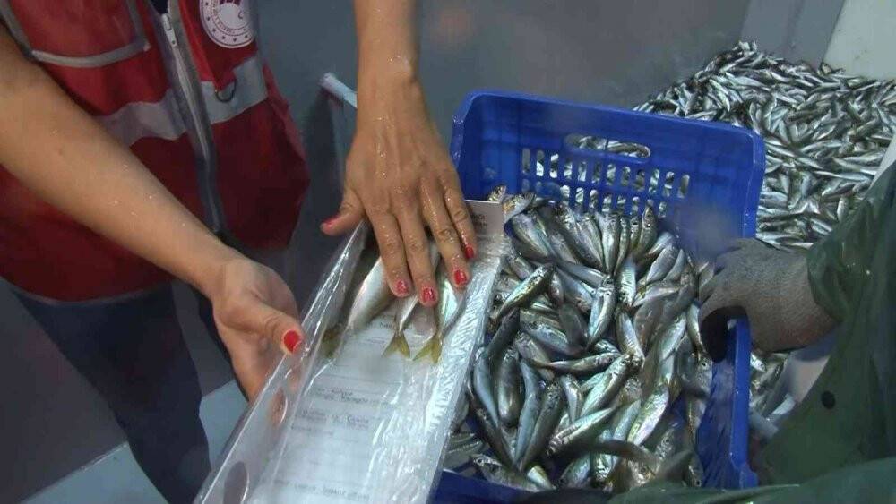 Marmara Denizi ve Büyükçekmece’deki balık halinde denetim