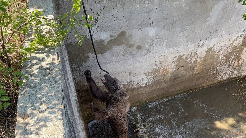 Sulama kanalına düşen ayı, 5 saatlik çalışmayla kurtarıldı