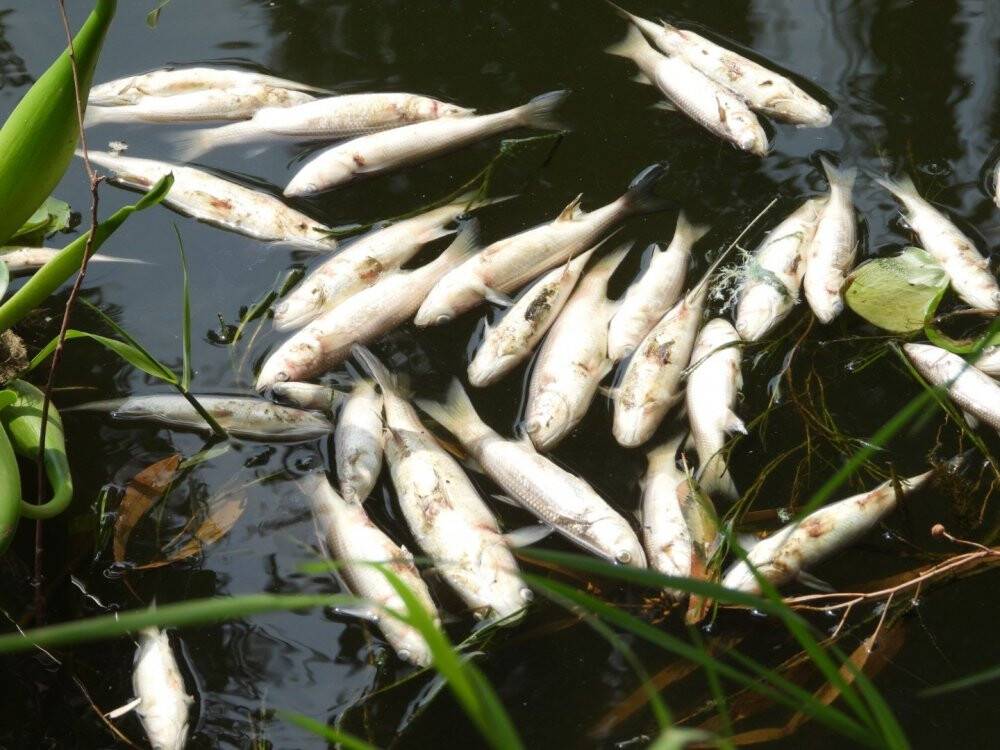 Asi Nehri’nde şaşırtan görüntü, binlerce balık su yüzeyine çıktı