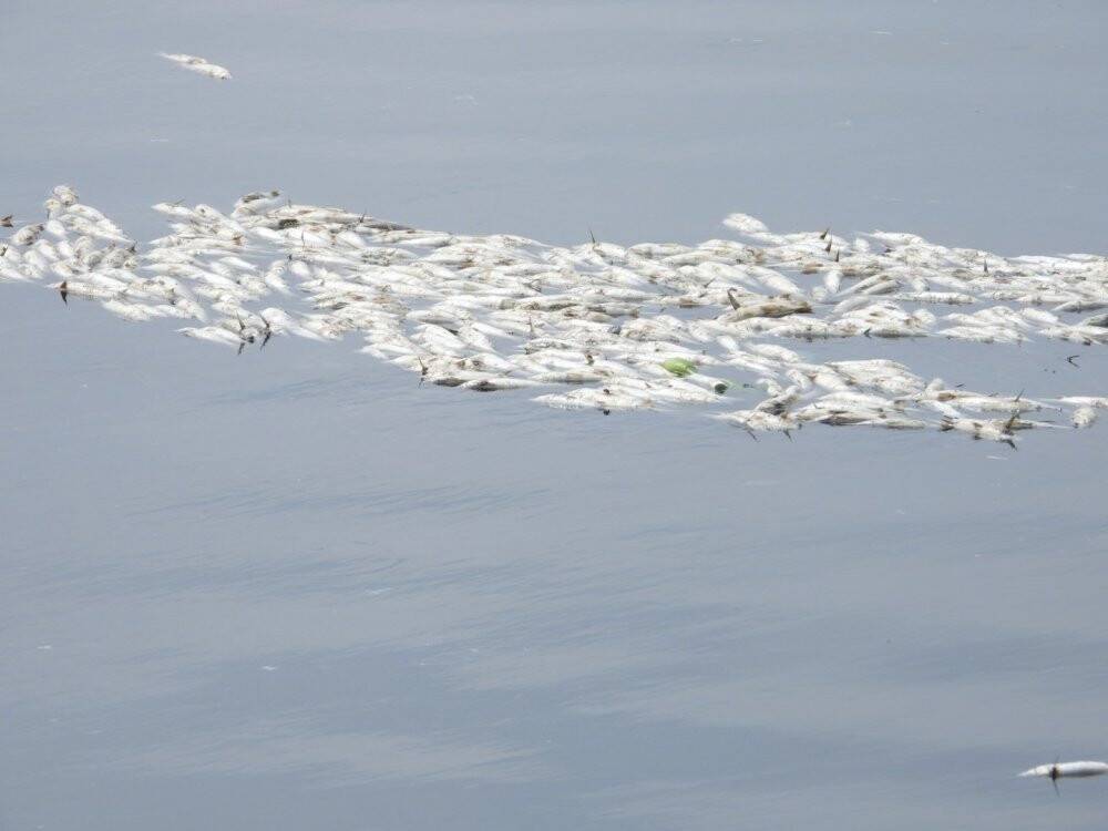 Asi Nehri’nde şaşırtan görüntü, binlerce balık su yüzeyine çıktı