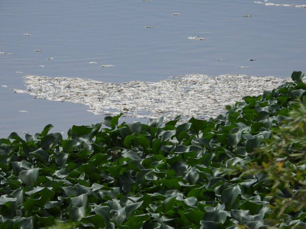 Asi Nehri’nde şaşırtan görüntü, binlerce balık su yüzeyine çıktı