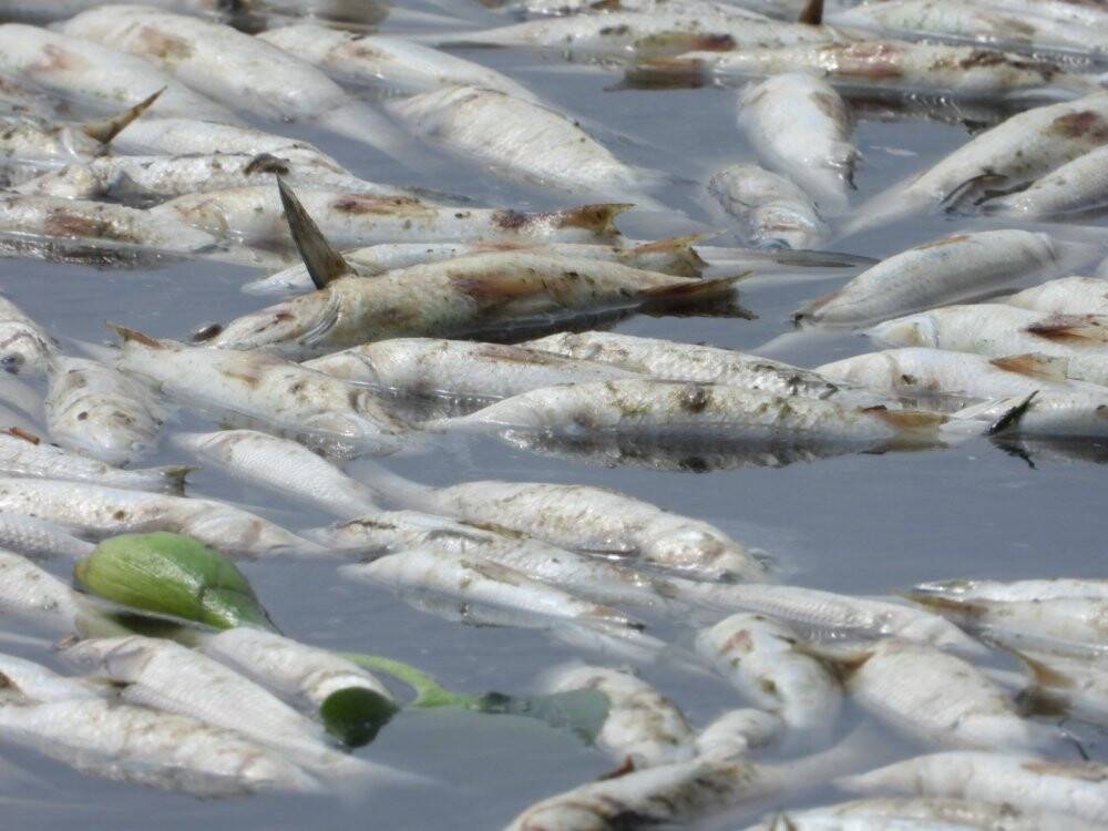 Asi Nehri’nde şaşırtan görüntü, binlerce balık su yüzeyine çıktı