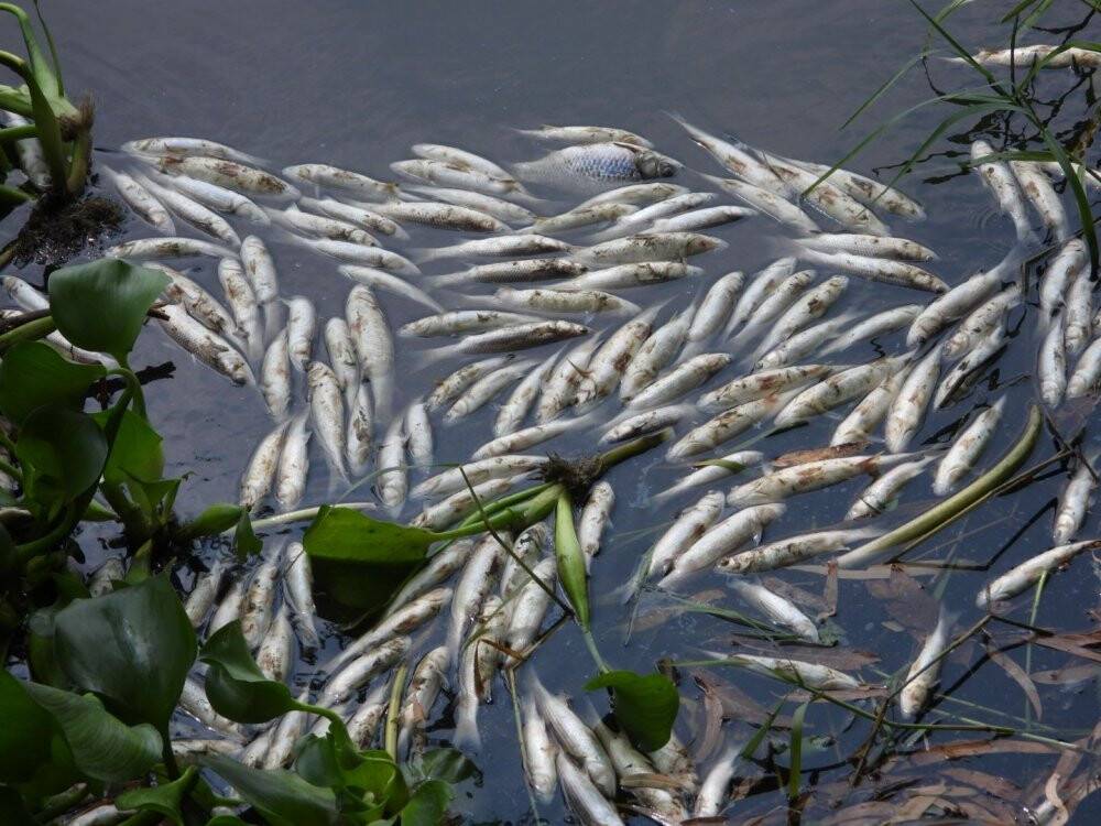 Asi Nehri’nde şaşırtan görüntü, binlerce balık su yüzeyine çıktı
