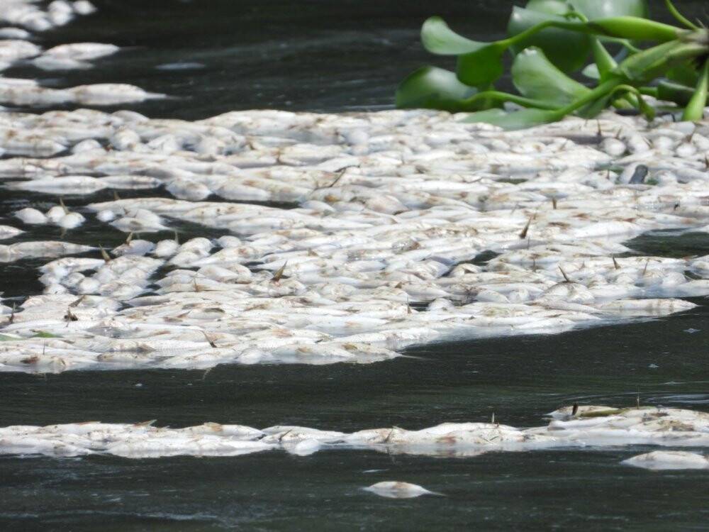 Asi Nehri’nde şaşırtan görüntü, binlerce balık su yüzeyine çıktı