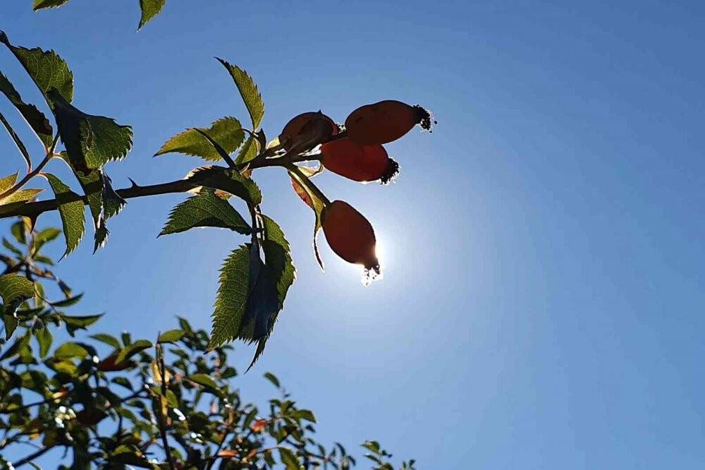 C vitamini deposu kuşburnu köylerde yorucu bir çalışmanın ardından marmelat olarak kavanozlara giriyor