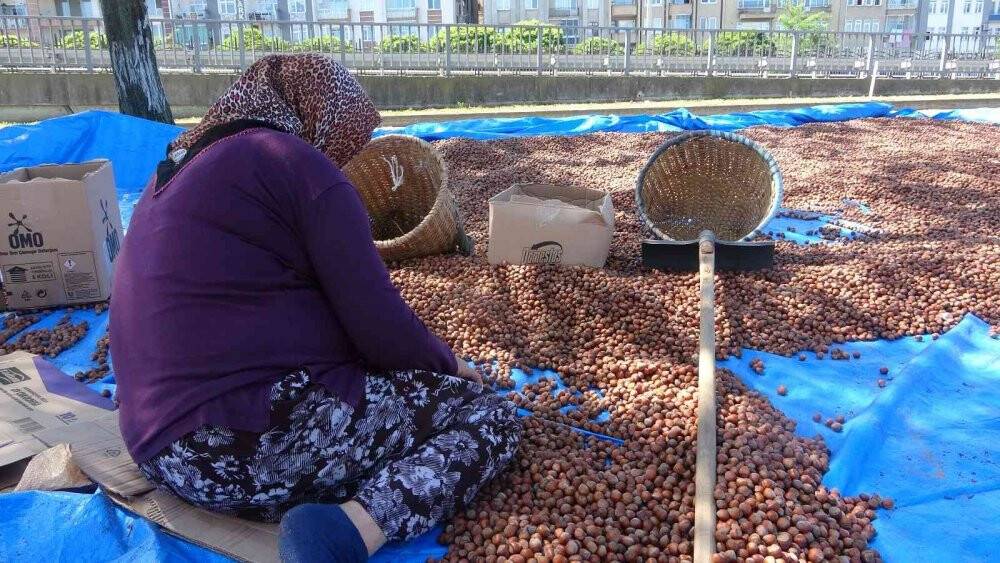 Fındık hasadı sona eren Giresun’da sahiller fındıkla doldu