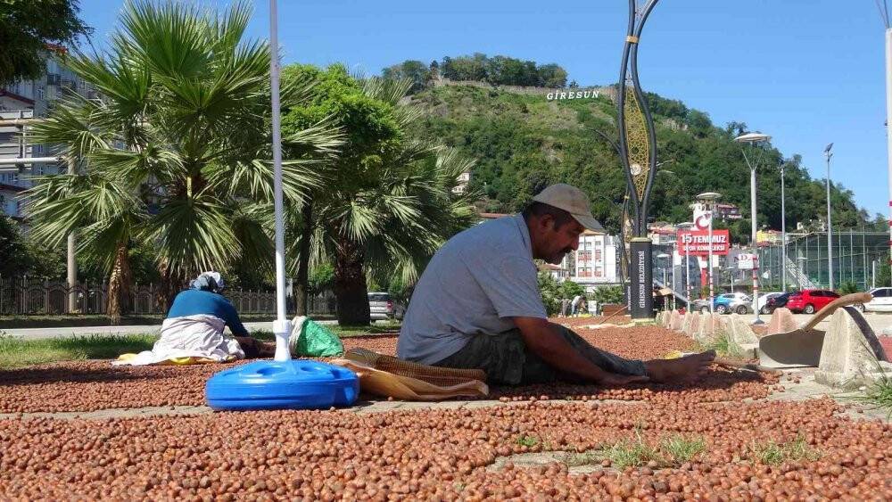Fındık hasadı sona eren Giresun’da sahiller fındıkla doldu
