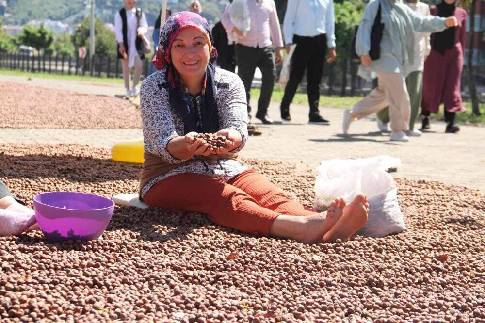 Fındık hasadı sona eren Giresun’da sahiller fındıkla doldu