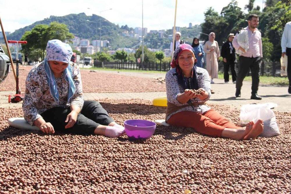 Fındık hasadı sona eren Giresun’da sahiller fındıkla doldu