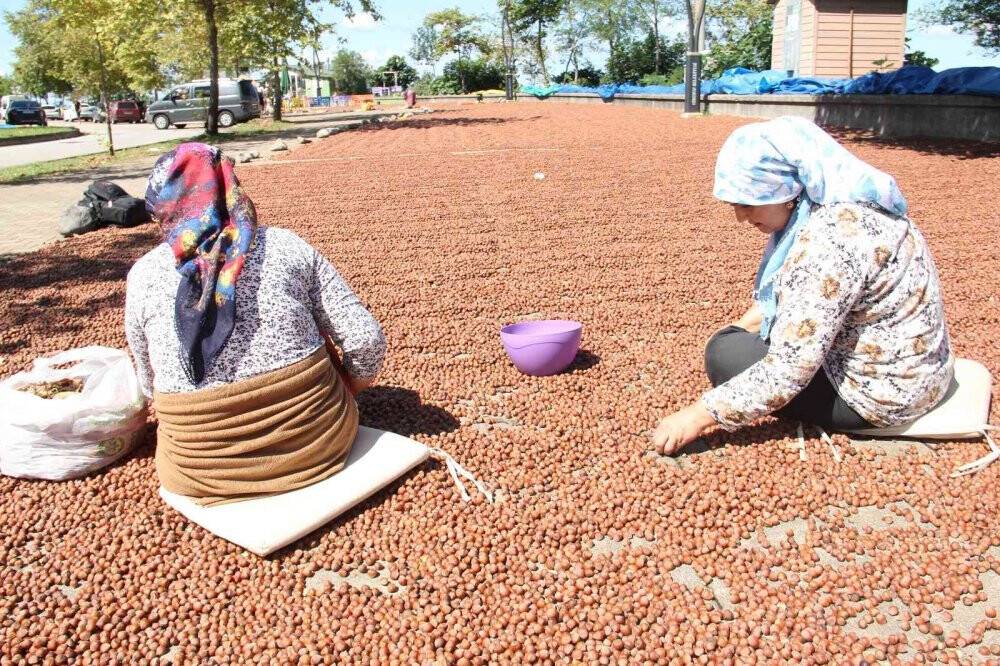 Fındık hasadı sona eren Giresun’da sahiller fındıkla doldu