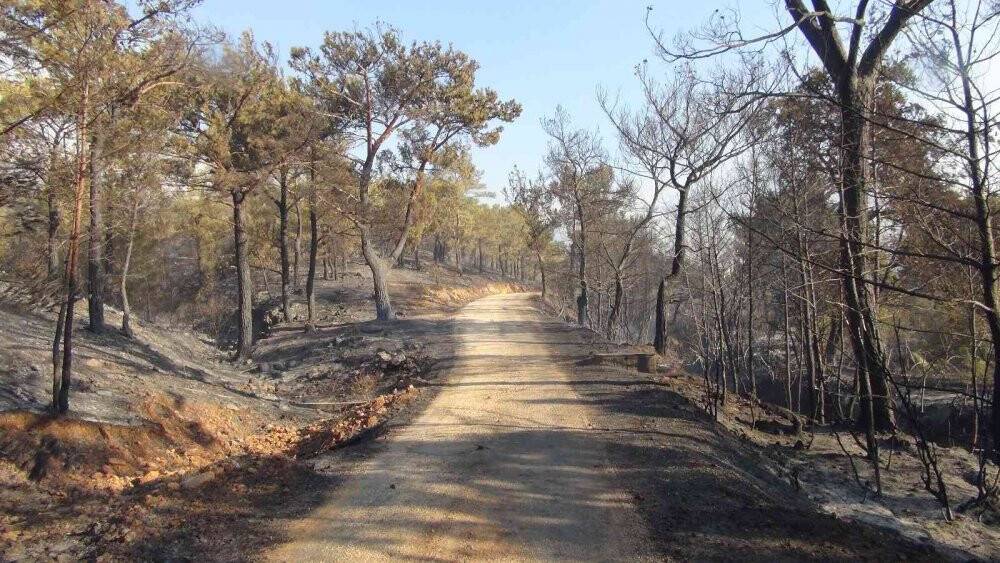 Mersin’deki orman yangınlarına müdahale sürüyor