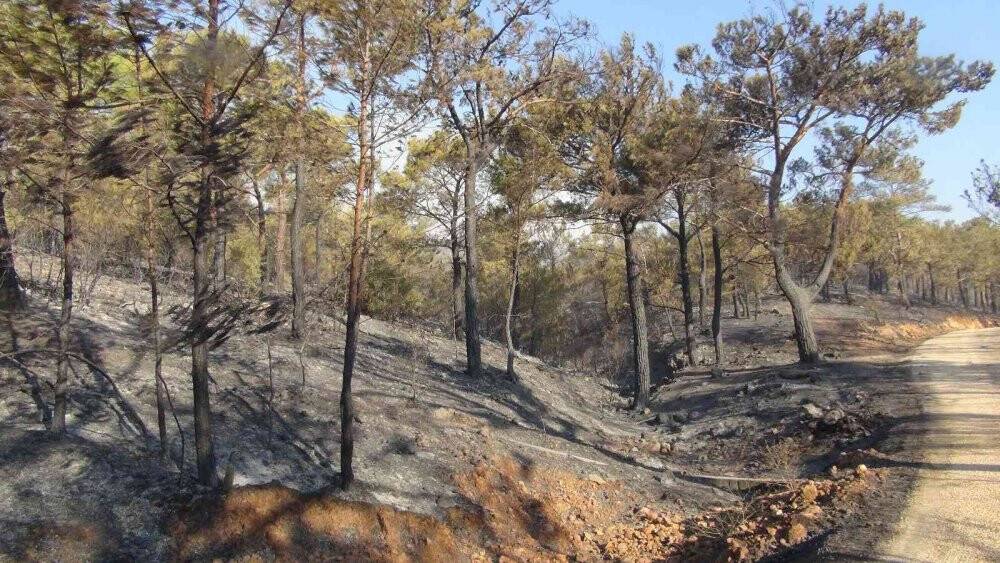 Mersin’deki orman yangınlarına müdahale sürüyor