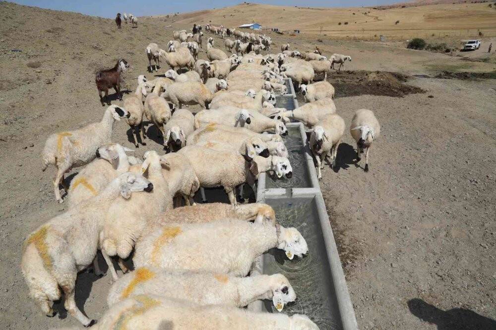 Konya Büyükşehir’in hazırladığı sıvatlar hayvanlar için can suyu oluyor