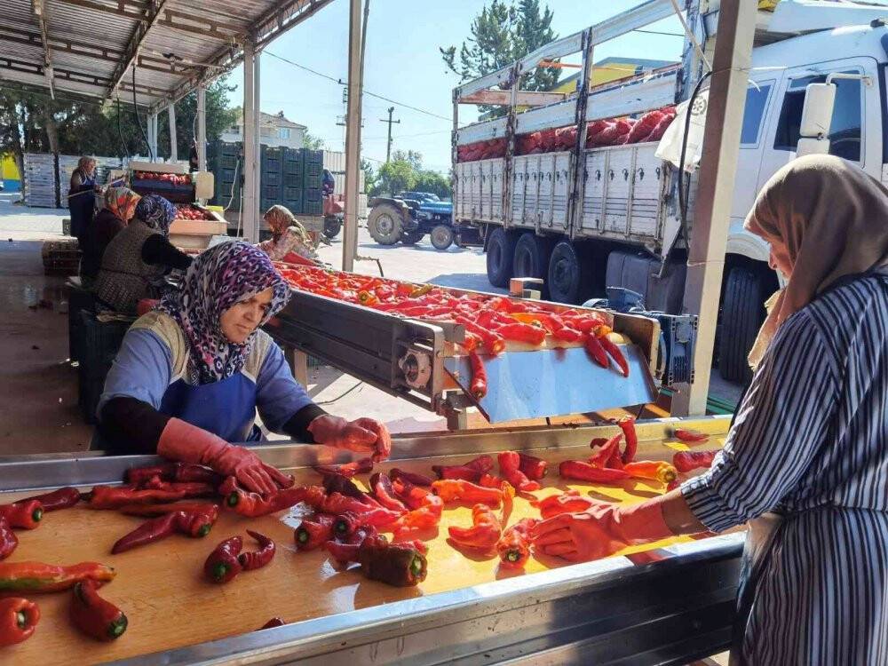 Savaş salça ihracatını artırdı