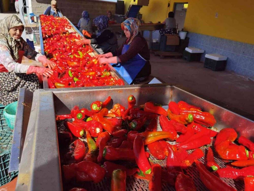 Savaş salça ihracatını artırdı