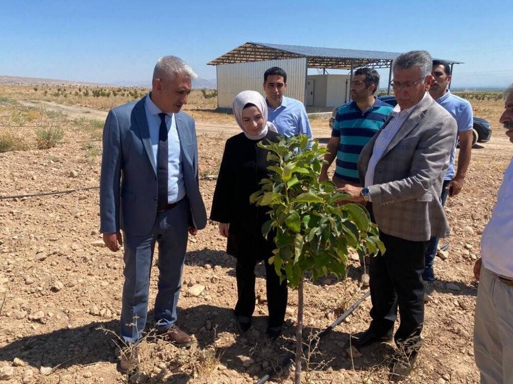 Trabzon hurması üretimine destek