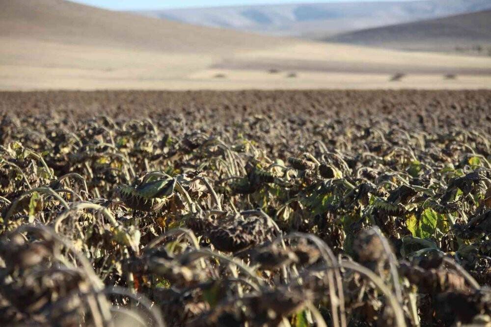 Yerli Ayçiçeği Tohumu Geliştirme ve Çiftçi Destekleme Projesi Konya’da devam ediyor