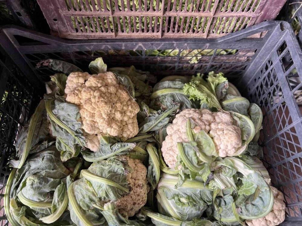 İstanbul’da sebze ve meyve halinde bolluk yaşanıyor