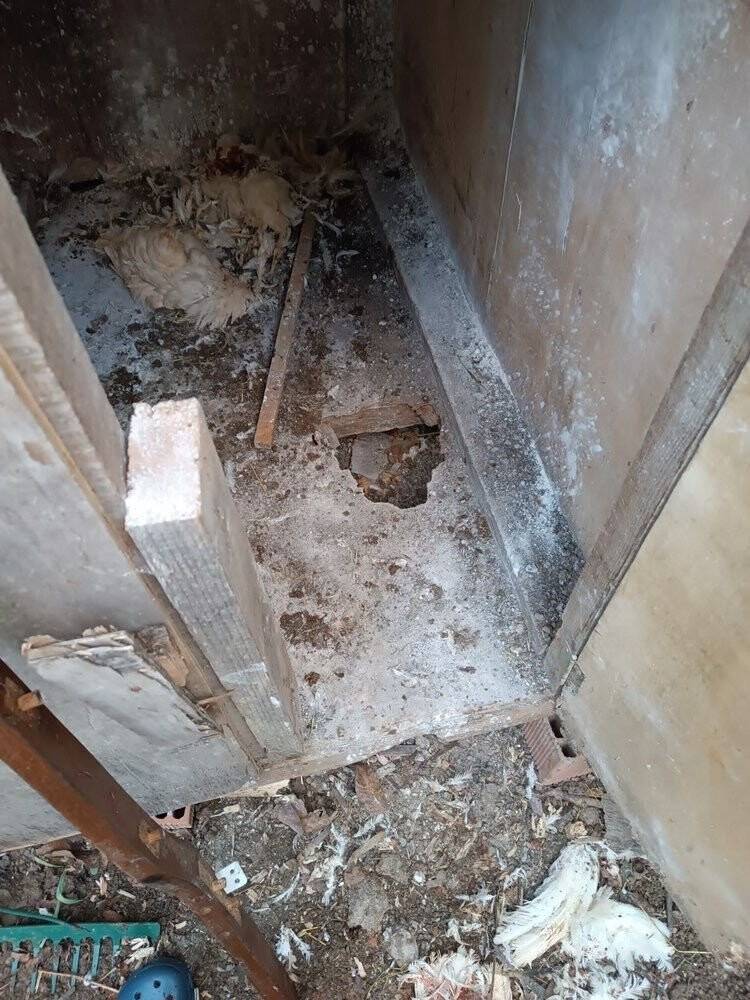 Kümese giren sokak köpekleri 11 tavuğu telef etti