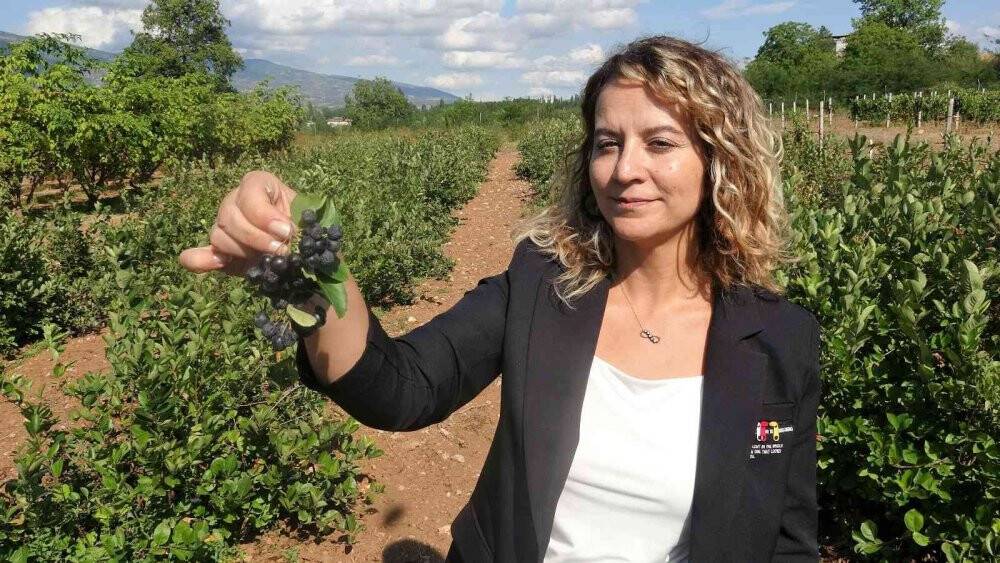Süper meyve olarak biliniyor, yaygınlaştırılması için çalışma başlatıldı