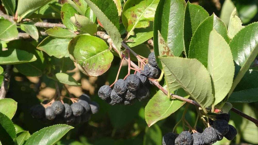 Süper meyve olarak biliniyor, yaygınlaştırılması için çalışma başlatıldı