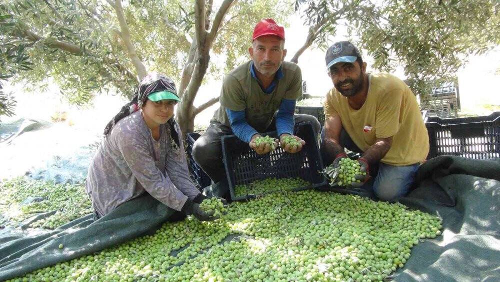Yılın ilk zeytin hasadı Silifke’de başladı