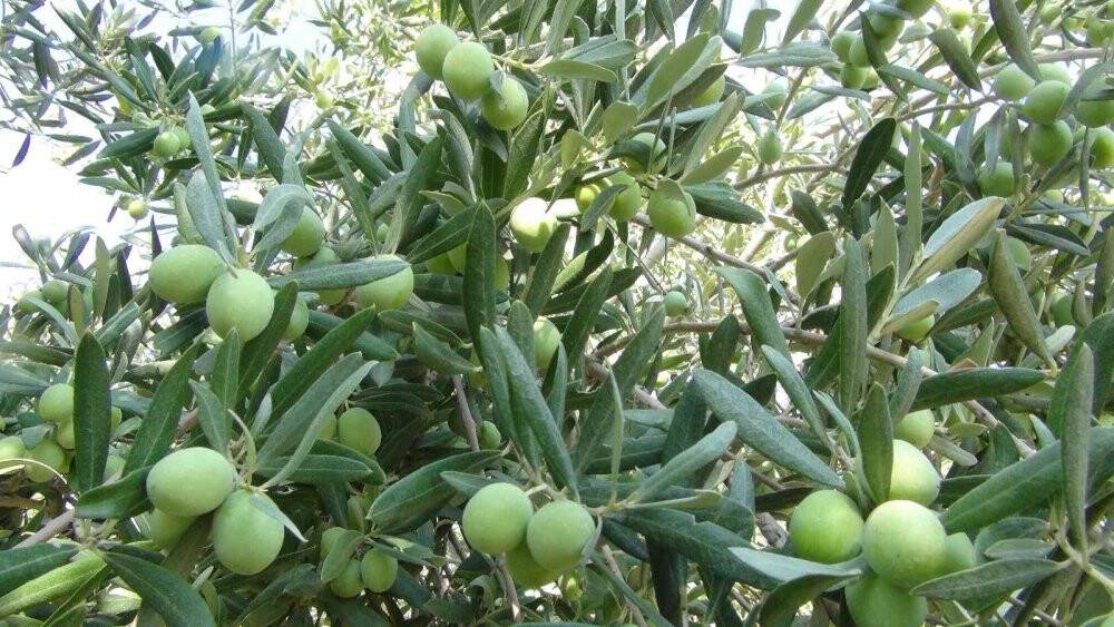 Yılın ilk zeytin hasadı Silifke’de başladı