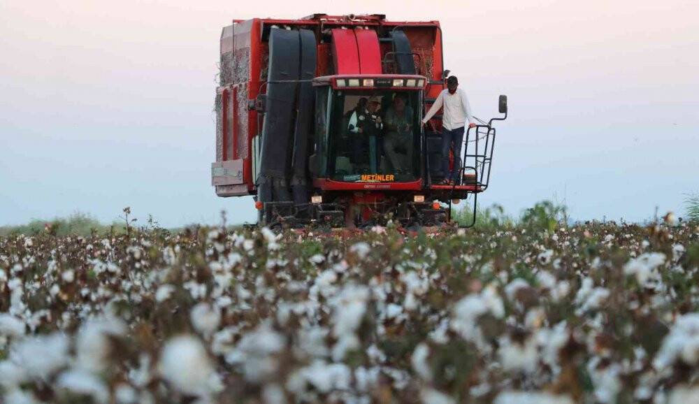Bakan Kirişci biçerdövere binip pamuk hasat etti
