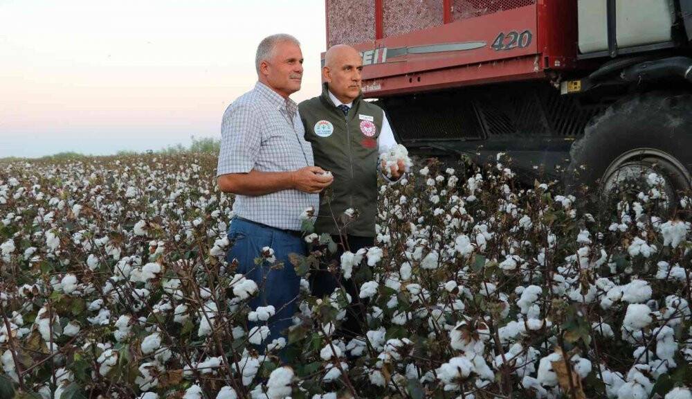 Bakan Kirişci biçerdövere binip pamuk hasat etti