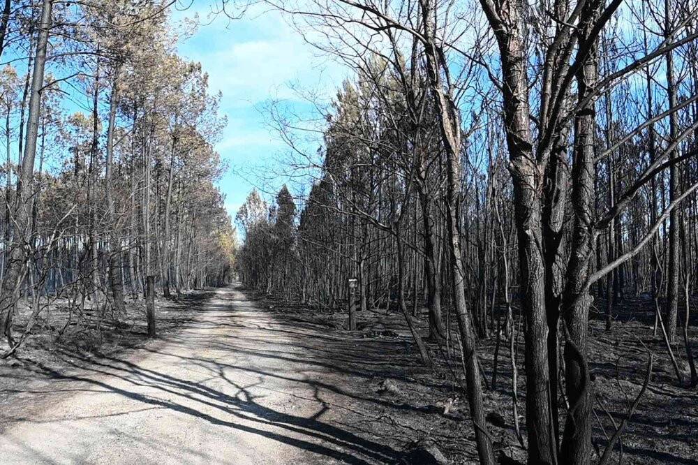 Fransa’da 3 bin 600 hektar ormanlık alan küle döndü