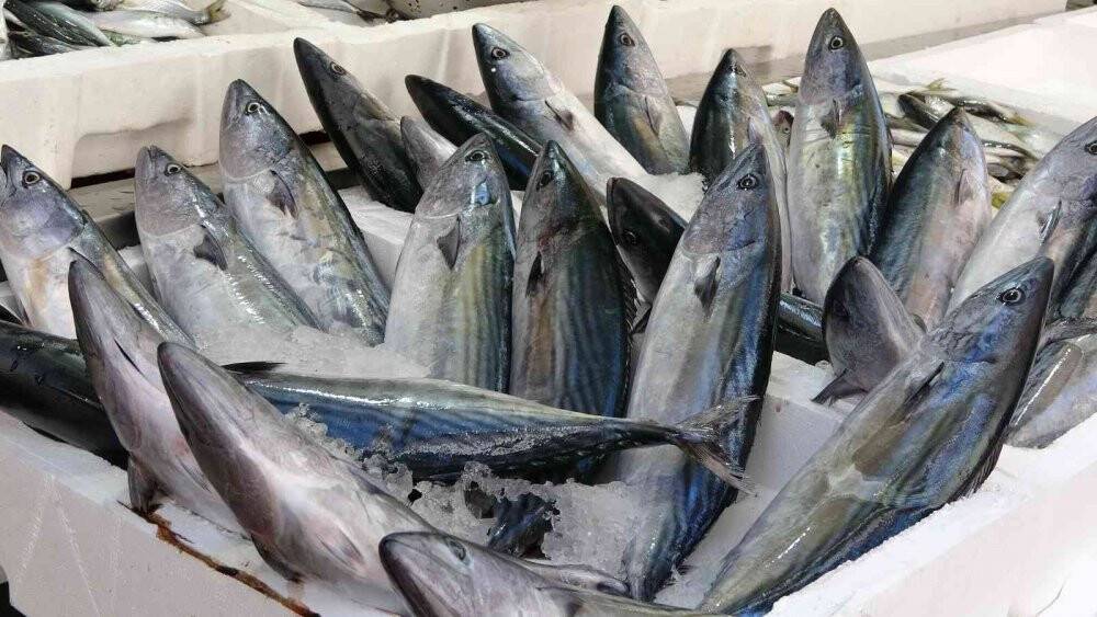 Ordu’da palamut fiyatları düştü: Kiloluk palamutlar 40 lira