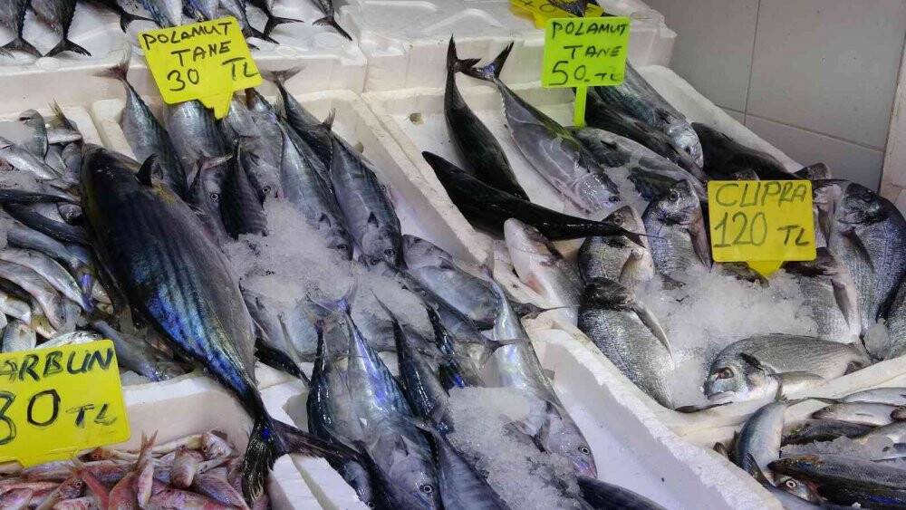 Ordu’da palamut fiyatları düştü: Kiloluk palamutlar 40 lira